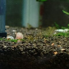 シャドーシュリンプイ゙エローキングコング10匹+おまけ２匹の画像