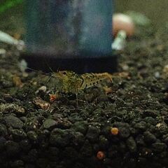 シャドーシュリンプイ゙エローキングコング10匹+おまけ２匹の画像