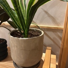 観葉植物⑧の画像