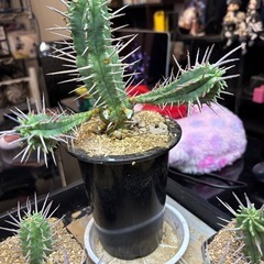 珍しい植物です。ユーフォルビア勇猛閣の画像