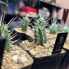 珍しい植物です。ユーフォルビア勇猛閣の画像