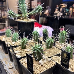 珍しい植物です。ユーフォルビア勇猛閣の画像