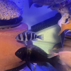 シクリッド色々詳細必須の画像