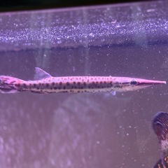 ハイドロシナスガー　古代魚の画像