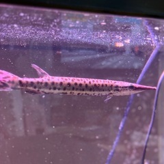 ハイドロシナスガー　古代魚の画像