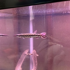 ハイドロシナスガー　古代魚の画像