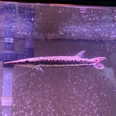 ハイドロシナスガー　古代魚の画像