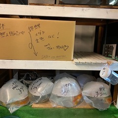 【次回の入荷11月9日】格安錦鯉の画像