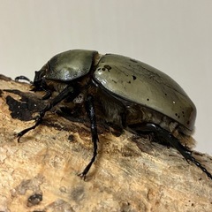 グラントシロカブト成虫♂♀ペアの画像
