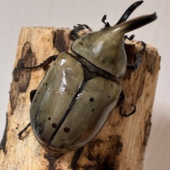 グラントシロカブト成虫♂♀ペアの画像