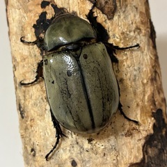 グラントシロカブト成虫♂♀ペアの画像