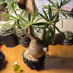 グラキリス、アガベ、ビカクシダ、ほか他の画像