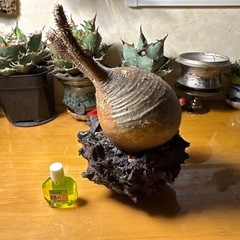 グラキリス、アガベ、ビカクシダ、ほか他の画像