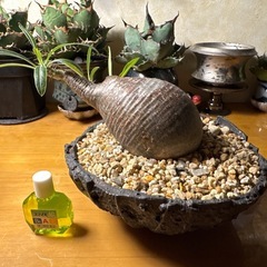 グラキリス、アガベ、ビカクシダ、ほか他の画像