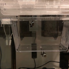 終了しました　海水魚　ブラックオセラリスの画像