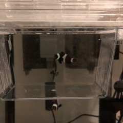 終了しました　海水魚　ブラックオセラリスの画像