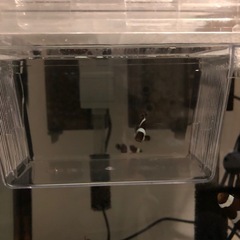 終了しました　海水魚　ブラックオセラリスの画像