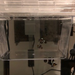 終了しました　海水魚　ブラックオセラリスの画像