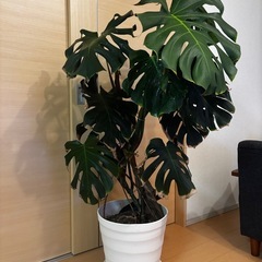 モンステラ　高さ150センチの画像
