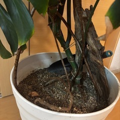 モンステラ　高さ150センチの画像