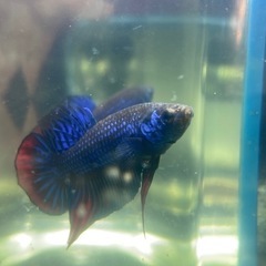 ベタ　ワイルドハイブリッド　インベリスブルー　ペア♂♀の画像