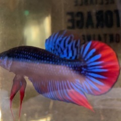 ベタ　ワイルドハイブリッド　インベリスブルー　ペア♂♀の画像