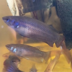 ベタ　ワイルドハイブリッド　インベリスブルー　ペア♂♀の画像