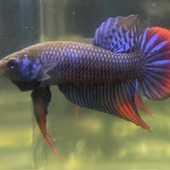 ベタ　ワイルドハイブリッド　インベリスブルー　ペア♂♀の画像