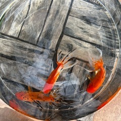 【ラスト3匹】ジャンボ東錦 1匹 九州長洲産の画像