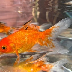 【ラスト3匹】ジャンボ東錦 1匹 九州長洲産の画像