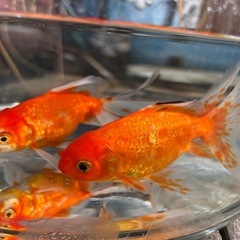 【ラスト3匹】ジャンボ東錦 1匹 九州長洲産