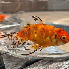 【ラスト3匹】ジャンボ東錦 1匹 九州長洲産の画像