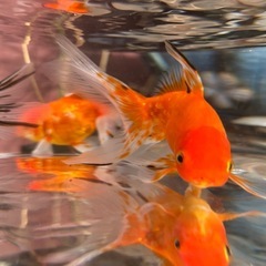 【ラスト3匹】ジャンボ東錦 1匹 九州長洲産の画像