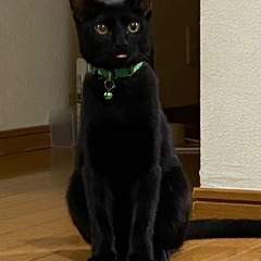 美人すずりちゃん★人気な黒猫🩷