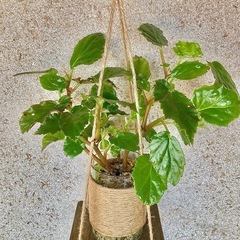 観葉植物　ベゴニアとガラス製鉢カバー、木製ハンガーの画像
