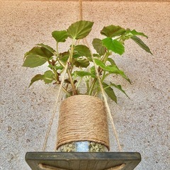 観葉植物　ベゴニアとガラス製鉢カバー、木製ハンガーの画像