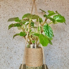 観葉植物　ベゴニアとガラス製鉢カバー、木製ハンガーの画像
