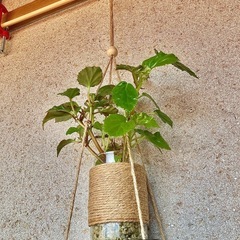 観葉植物　ベゴニアとガラス製鉢カバー、木製ハンガーの画像