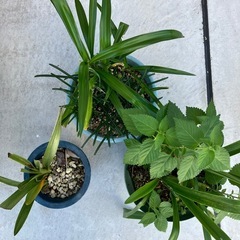 アマリリス？　3鉢の画像