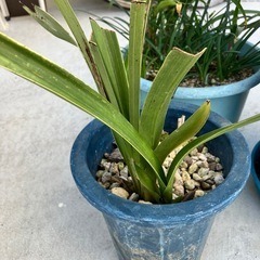 アマリリス？　3鉢の画像