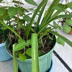 アマリリス？　3鉢の画像