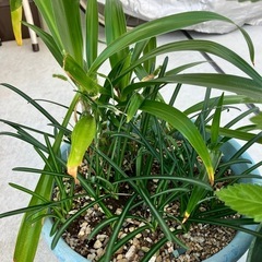 アマリリス？　3鉢の画像