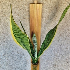 観葉植物　水耕栽培したサンセベリアと木製壁かけハンガーの画像