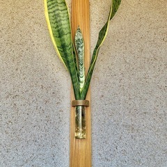 観葉植物　水耕栽培したサンセベリアと木製壁かけハンガーの画像