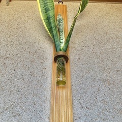 観葉植物　水耕栽培したサンセベリアと木製壁かけハンガーの画像