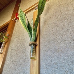 観葉植物　水耕栽培したサンセベリアと木製壁かけハンガーの画像