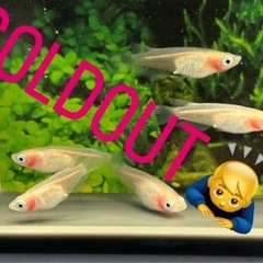 【メダカ】紅ほっぺ　3ペア＋1匹　ダルマ因子持ちの画像