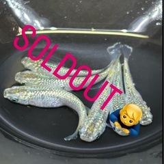 【メダカ】KAGRA 2ペア＋2匹の画像