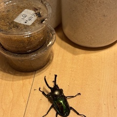 ニジイロクワガタ　オス成虫+幼虫2匹　菌糸ボトルセットの画像