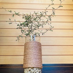 観葉植物　ソフォラとガラス製鉢カバーの画像